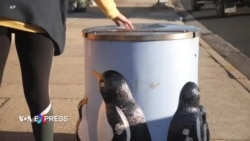 Ở thị trấn ‘Chim cánh cụt’, tới thùng rác cũng mang hình thù chim cánh cụt